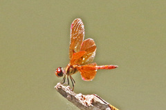 Perithemis domitia