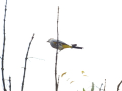 Ptiliogonys cinereus