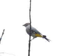 Ptiliogonys cinereus