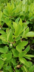 Vaccinium cespitosum