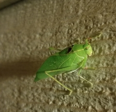 Microcentrum retinerve