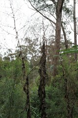 Calomeria amaranthoides