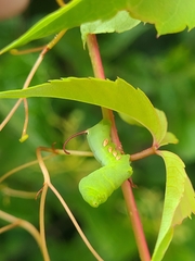 Eumorpha pandorus