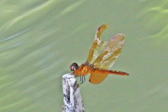 Perithemis domitia