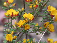 Pultenaea scabra