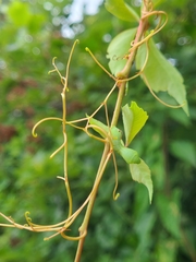 Eumorpha pandorus