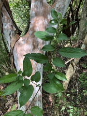 Rhamnus formosana