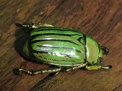 Chrysina gloriosa