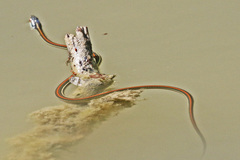 Thamnophis proximus rubrilineatus