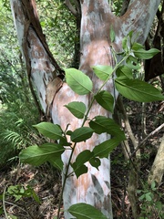 Rhamnus formosana
