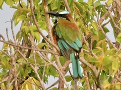 Eumomota superciliosa