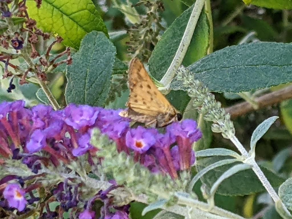 Fiery Skipper from Sagamore Hills, Decatur, GA, USA on August 28, 2022 at 0521 PM by Jon Becker