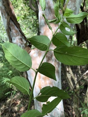 Rhamnus formosana