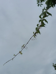 Eumorpha pandorus