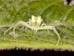 Sidymella rubrosignata