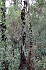 Calomeria amaranthoides