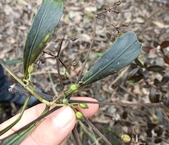 Pseudopanax crassifolius