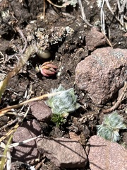 Eritrichium argenteum