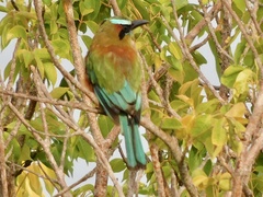 Eumomota superciliosa