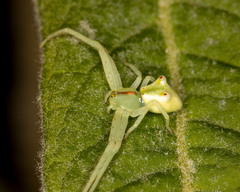 Sidymella rubrosignata