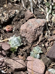 Eritrichium argenteum