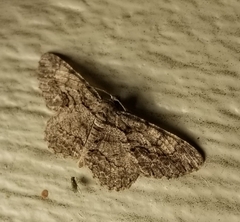 Anavitrinella pampinaria