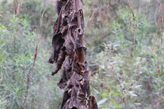 Calomeria amaranthoides
