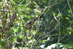 Coccothraustes vespertinus