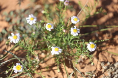 Brachyscome ciliaris