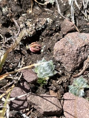 Eritrichium argenteum