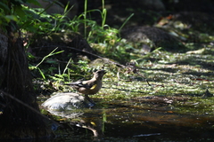 Coccothraustes vespertinus