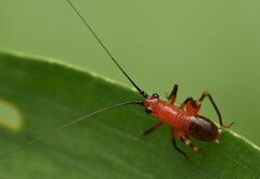 Conocephalus melaenus