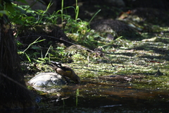 Coccothraustes vespertinus