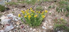 Solidago multiradiata