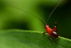 Conocephalus melaenus