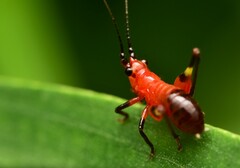 Conocephalus melaenus