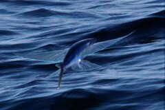 Cheilopogon