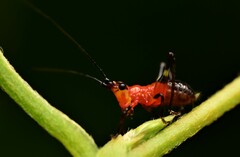 Conocephalus melaenus