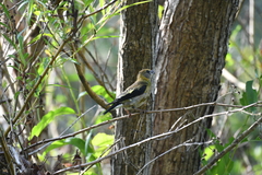 Coccothraustes vespertinus