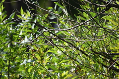 Tyrannidae