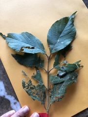 Callicarpa formosana formosana