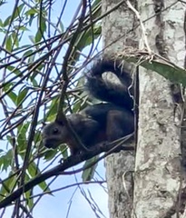 Sciurus variegatoides