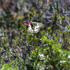 Parnassius clodius
