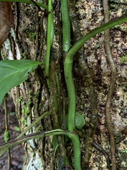 Monstera adansonii