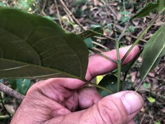 Clerodendrum tomentosum