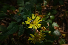 Hieracium sabaudum