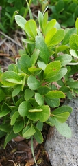 Vaccinium cespitosum