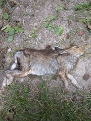 Lepus americanus
