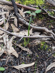 Thelymitra