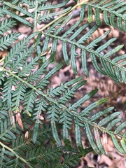 Pteridium esculentum